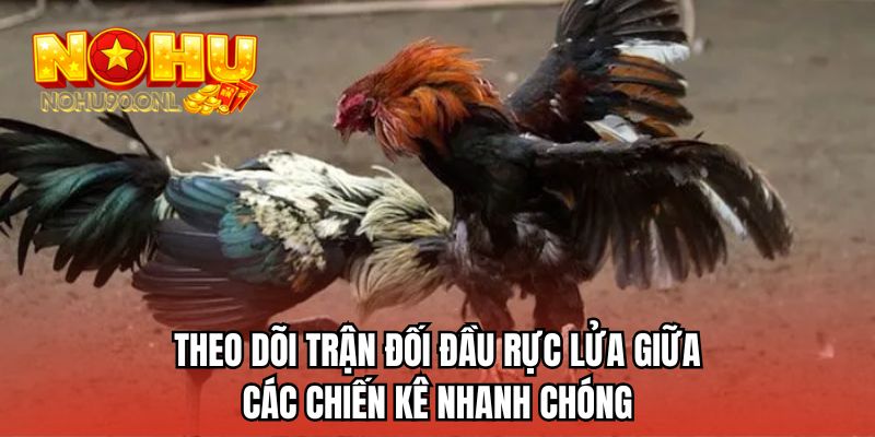 Theo dõi trận đối đầu rực lửa giữa các chiến kê nhanh chóng